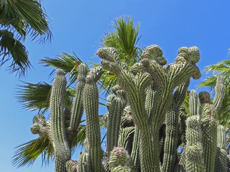 Cactuses on the Island of Aruba