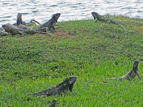 Iguanas in Orangestad Aruba