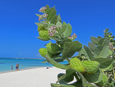 Tropical Vegetation on Aruba